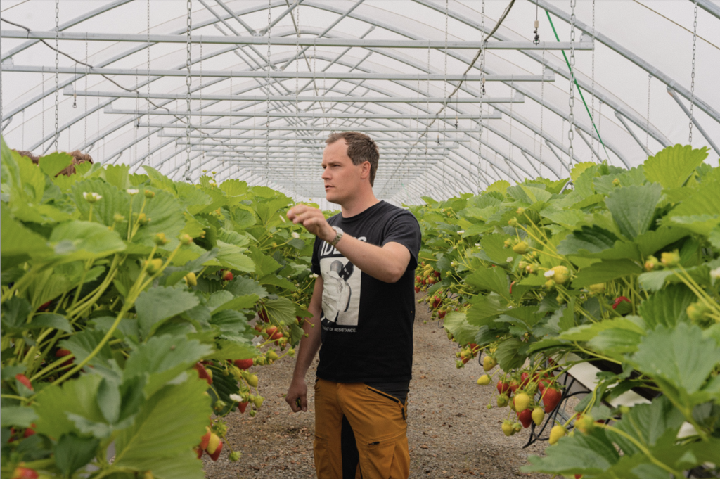 Gårdbruker Andreas Bakken mellom rader av jordbær inni produksjonstunnel.